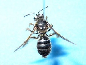 Lasioglossum nipponicola