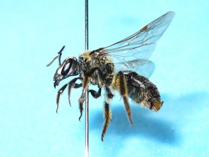 Lasioglossum nipponicola