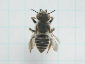 Megachile kobensis