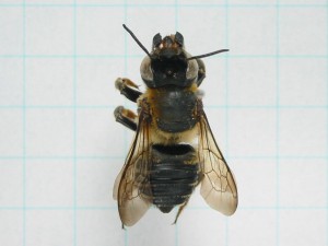 Megachile humilis