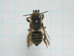 Megachile remota sakagamii