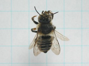 Megachile tsurugensis