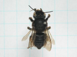 Megachile sumizome