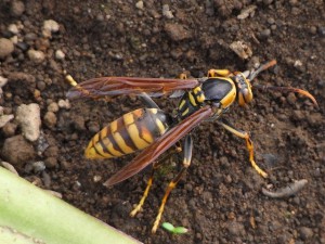 Polistes rothneyi iwatai