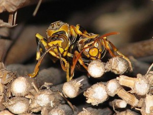 Polistes rothneyi iwatai