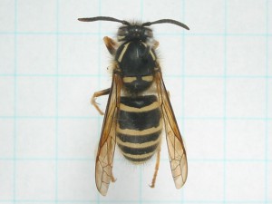 Dolichovespula saxonica