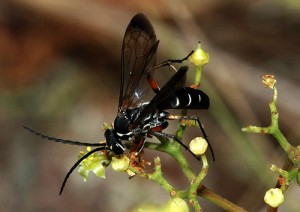 Batozonellus maculifrons