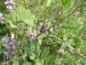 Anthidium septemspinosum