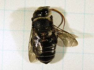 Lithurgus collaris