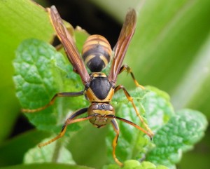 Polistes rothneyi iwatai