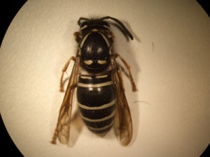 Vespula fufa