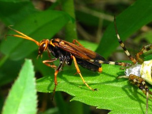 Batozonellus maculifrons