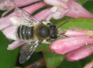 Megachile sp.