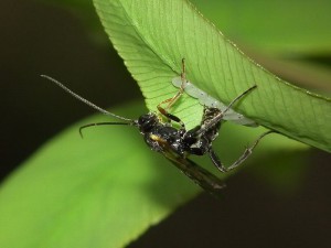 Hymenoptera sp.