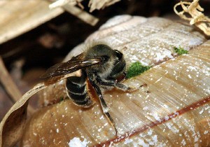 Osmia orientalis