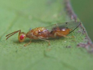 Hymenoptera sp.