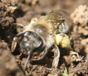 Andrena sp.