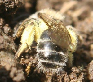 Andrena sp.