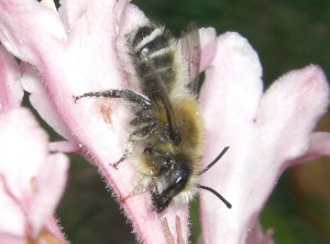 Megachile sp.