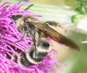 Campsomeriella annulata annulata