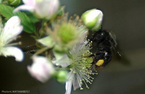 Bombus ardens ardens