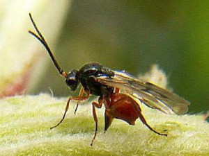 Hymenoptera sp.