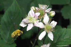 Bombus ardens ardens