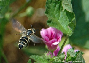 Campsomeriella annulata annulata