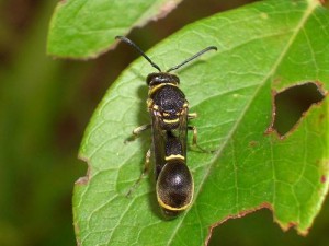 Eumenes rubronotatus rubronotatus