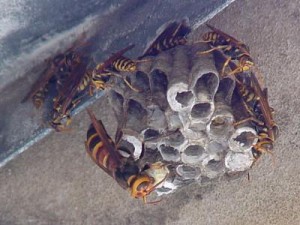 Polistes jokahamae jokahamae