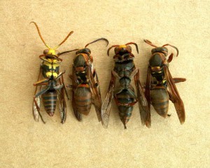 Polistes nipponensis