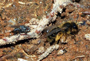Andrena knuthi