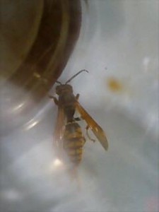 Polistes jokahamae jokahamae