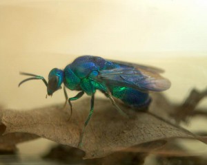 Stilbum cyanurum pacificum