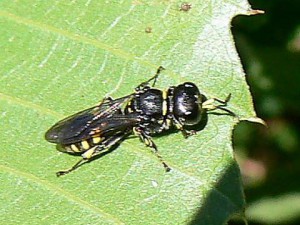 Crabronidae gen. sp.