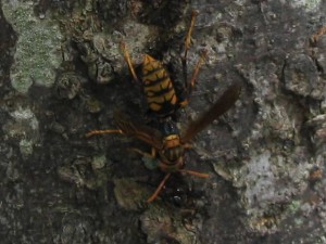 Polistes jokahamae jokahamae