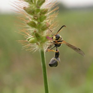 Eumenes rubrofemoratus