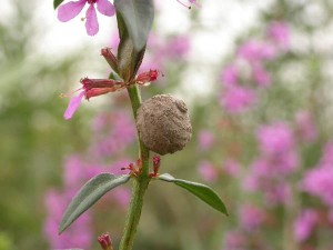 Eumenes rubrofemoratus