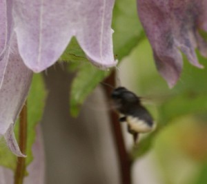 Megachile sumizome