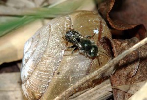 Osmia orientalis