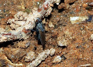 Andrena knuthi
