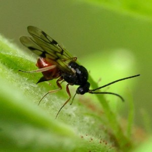 Hymenoptera sp.