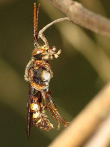 Nomada sp.