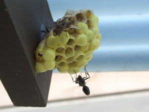 Polistes nipponensis