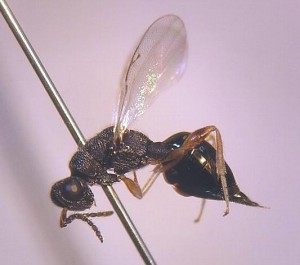Eurytomidae gen. sp.