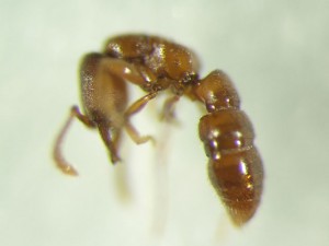 Amblyopone silvestrii