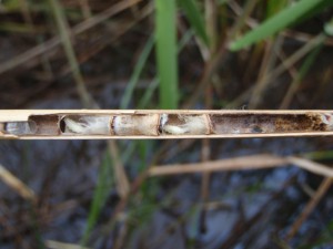 Psenulus carinifrons iwatai