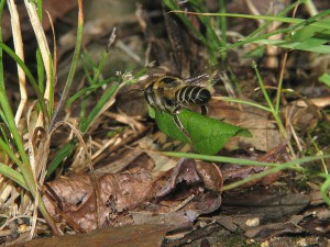 Megachile sp.