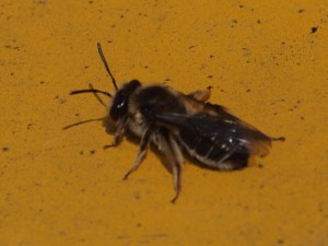 Andrena sp.