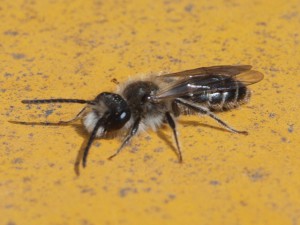 Andrena sp.